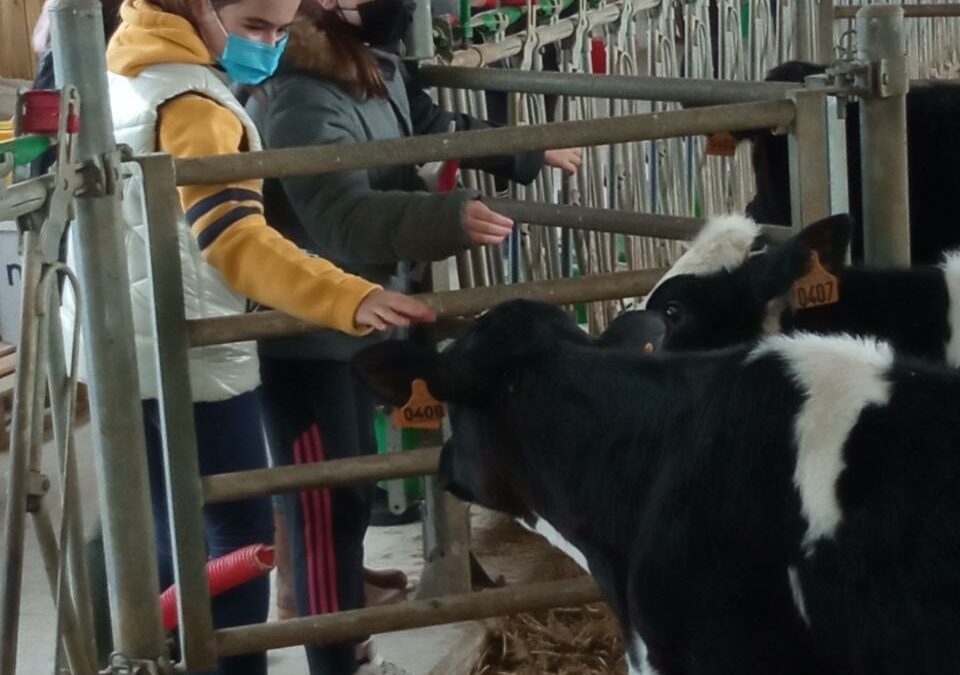 Visite d’une ferme laitière